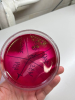 цикл спеціалізації бактеріологія